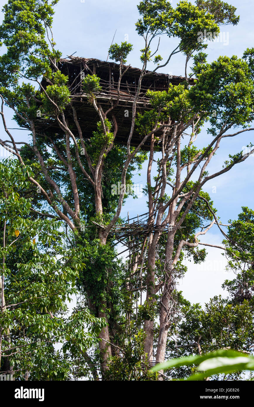 L'INDONÉSIE, JULIEN VILLAGE, GUINÉE - 24 juin : Maison traditionnelle de la tribu Korowai. Tribu de Korowai (Kombai Kolufo ,) Banque D'Images