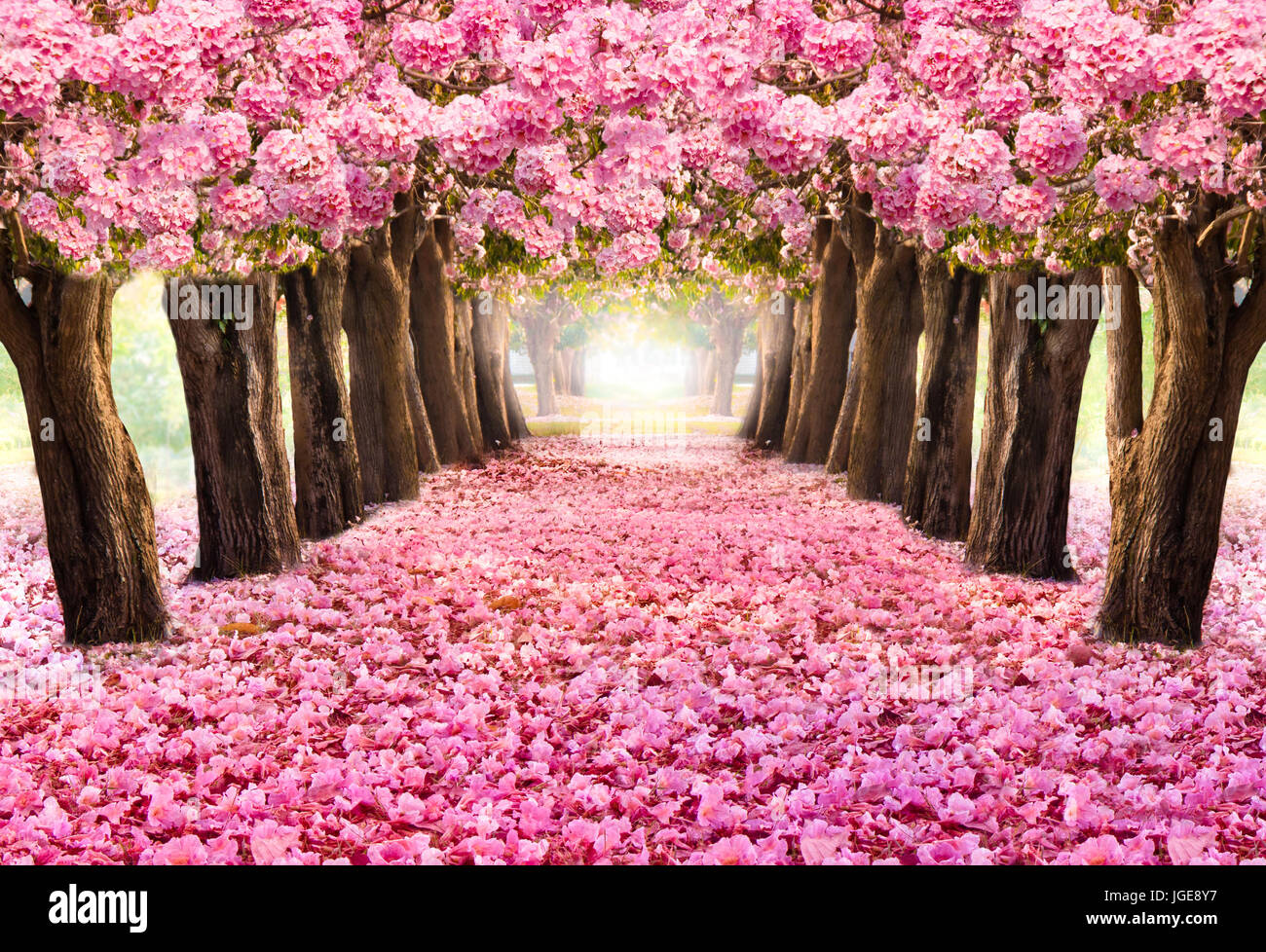 Le Tunnel De Romantique Fleur Rose Fleur Fleurs Arbresau