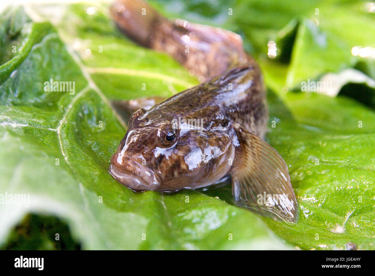 Poissons d'eau douce ou gobie barbotte poisson appelé Neogobius melanostomus et Neogobius fluviatilis pallasi juste pris de l'eau. Vue rapprochée Banque D'Images