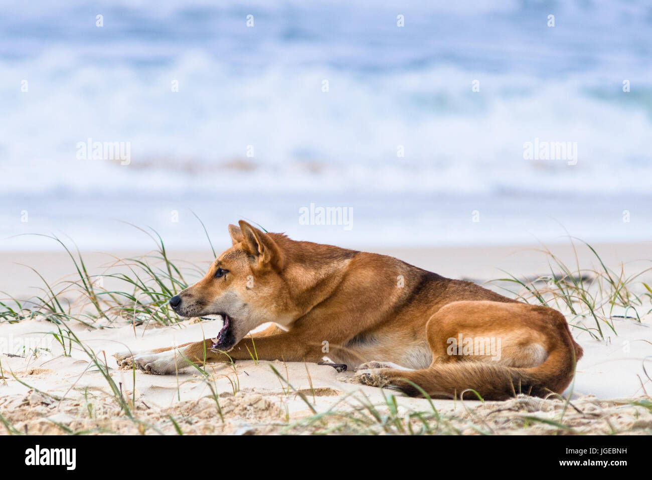 Dingo sur soixante cinq mile beach, Fraser Island, Queensland, Australie Banque D'Images