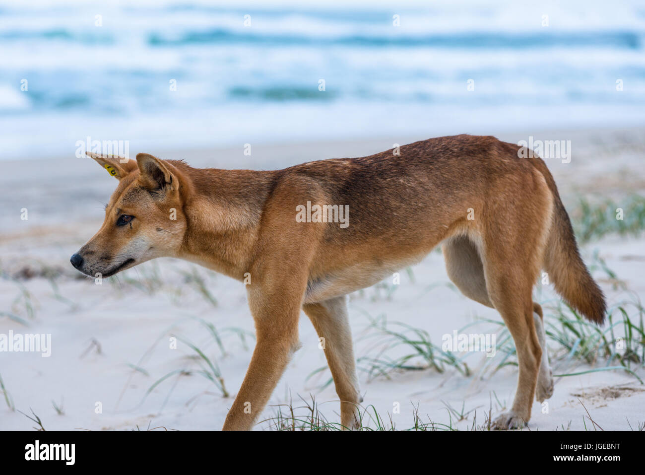 Dingo sur soixante cinq mile beach, Fraser Island, Queensland, Australie Banque D'Images