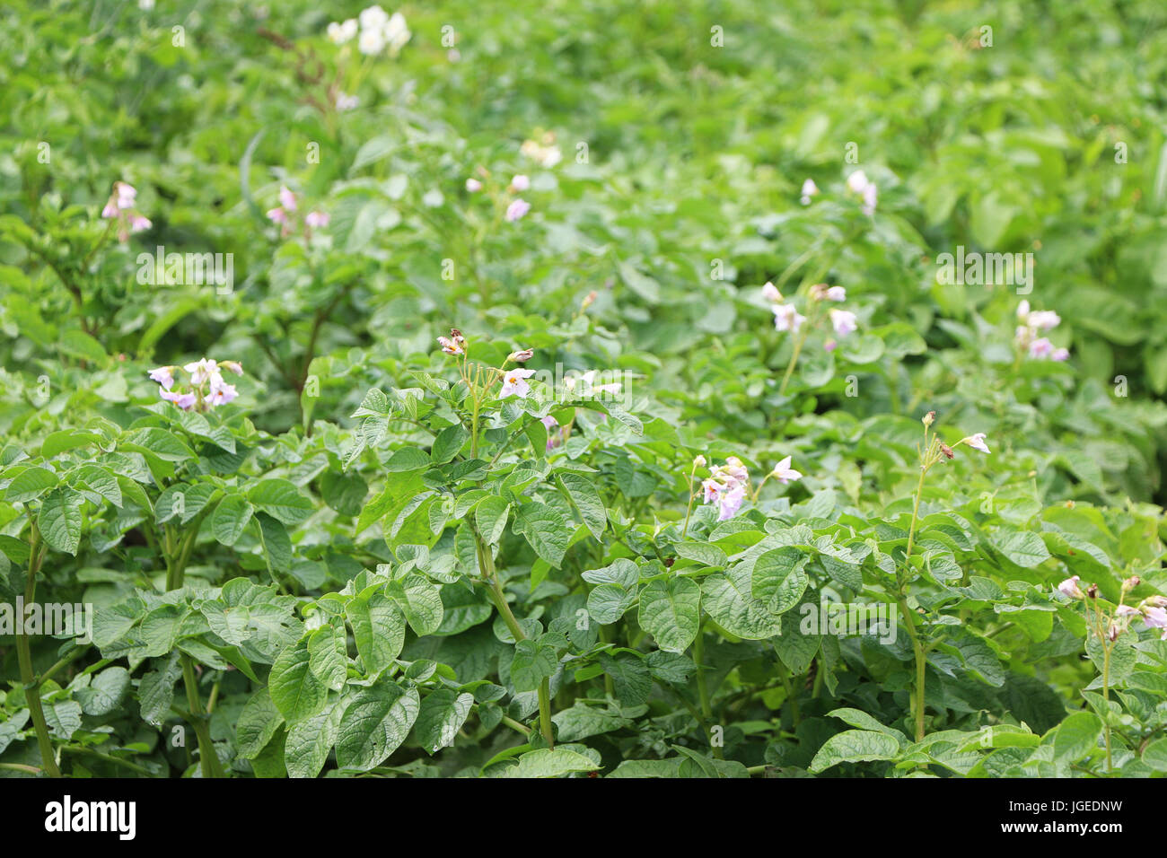 Champ de fleurs de pommes de terre Banque D'Images