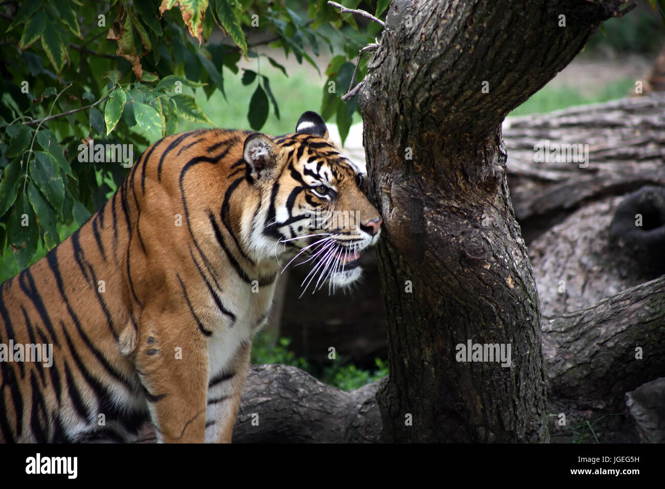 Beautiful big tiger en vertu de l'arbre à sa proie Banque D'Images