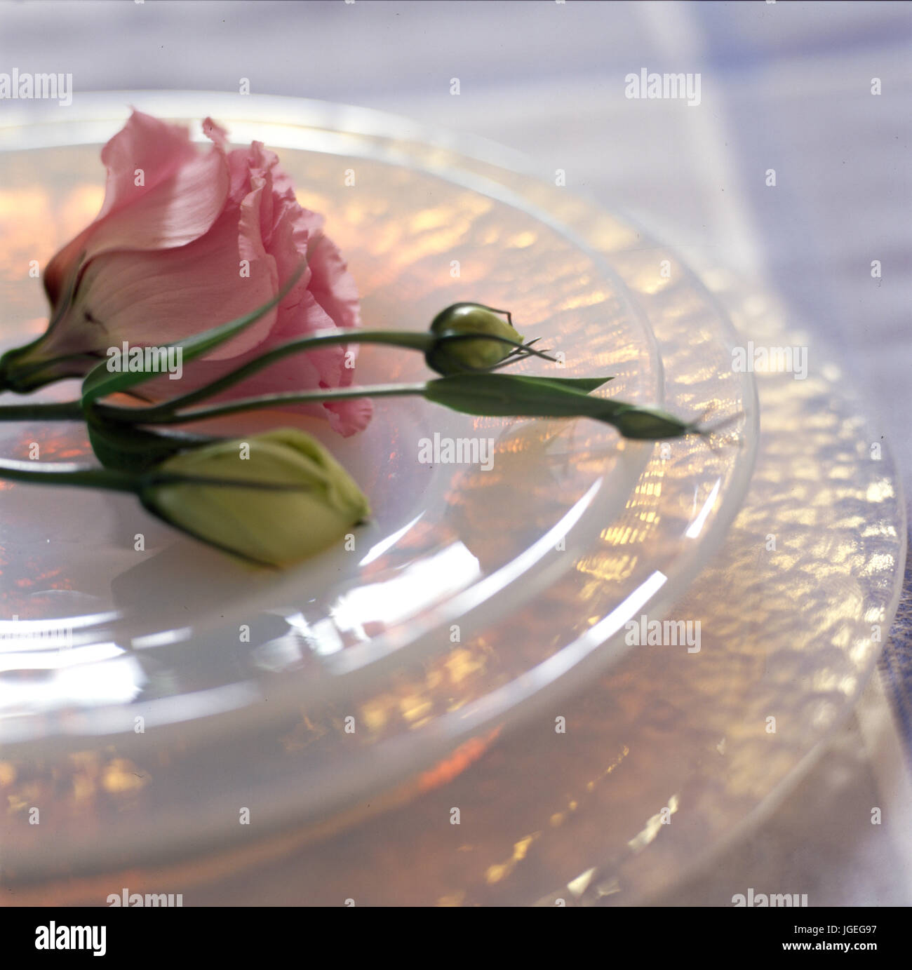 Faux rose rose sur des plaques de verre Banque D'Images