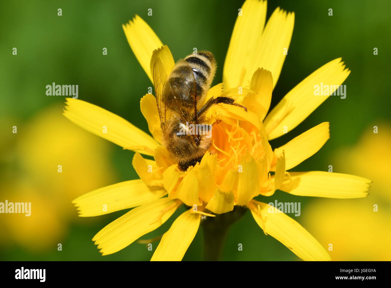 Le polinates macro d'abeille sur la fleur Banque D'Images