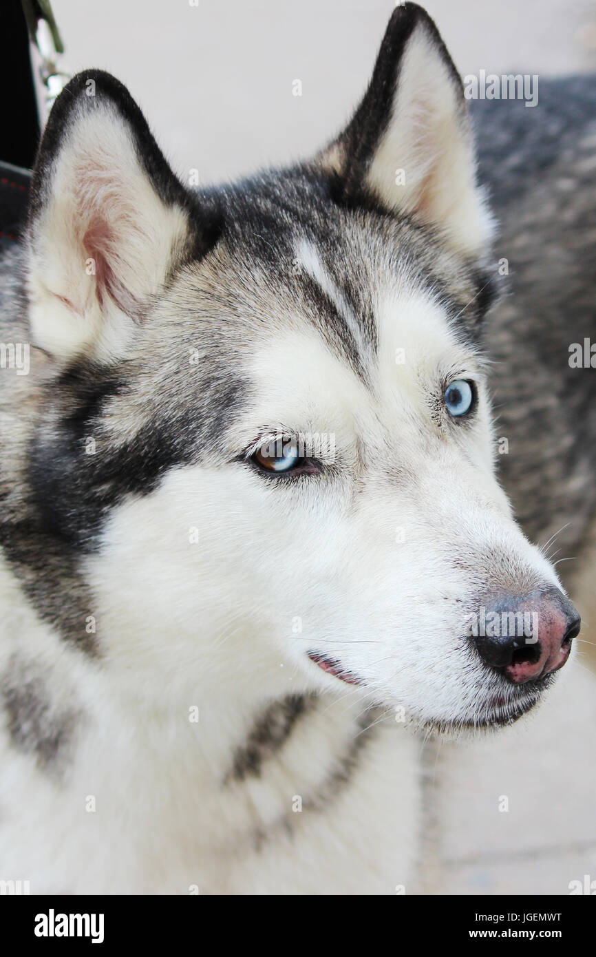 Blanc Et Gris Ou Chien Husky De Sibérie Adultes Sibirsky