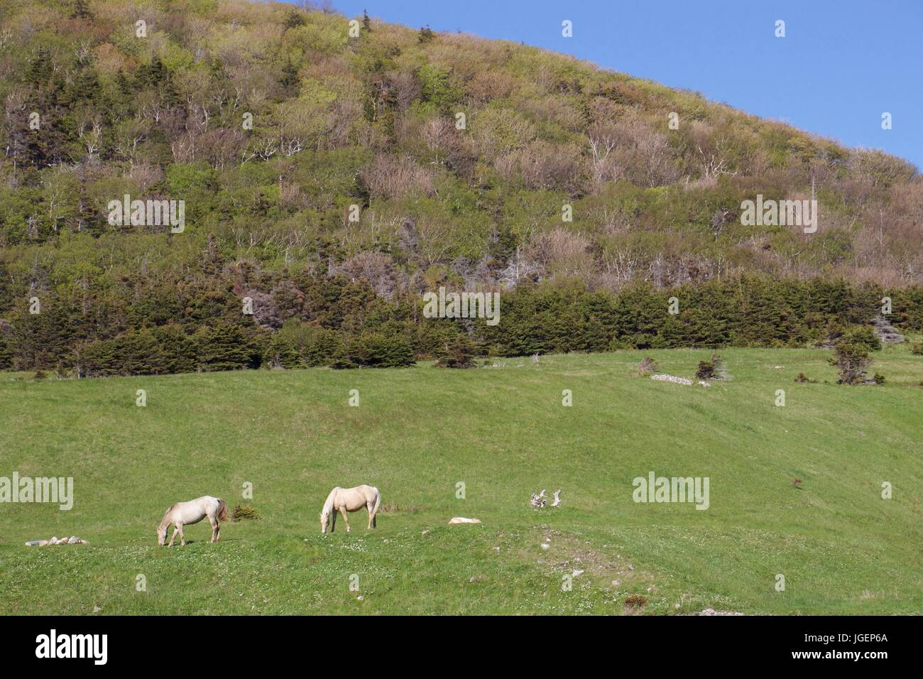 Chevaux sauvages paissant dans la vallée à Pollets Cove dans le Maine Banque D'Images