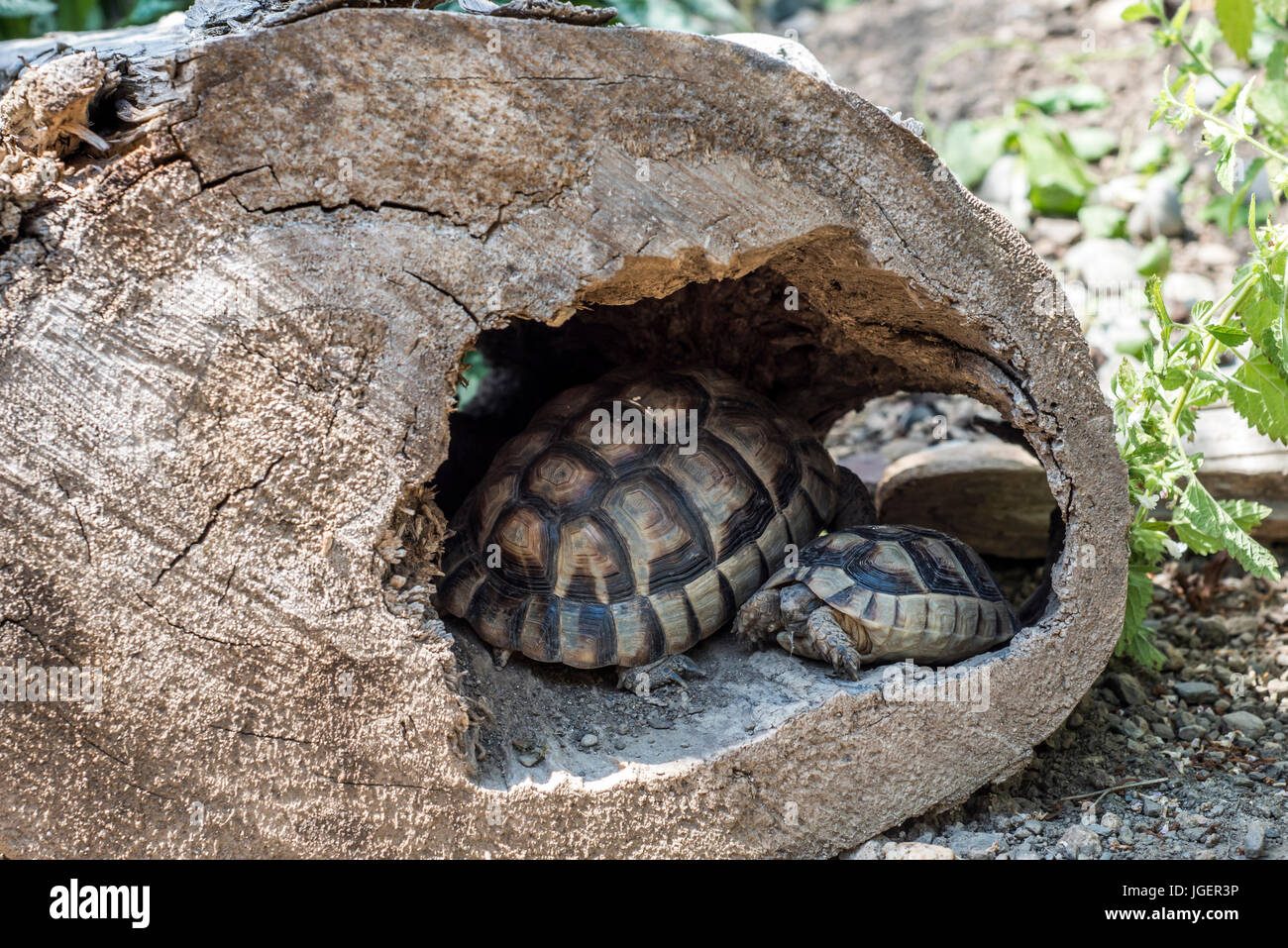 Bébé tortue Testudo marginata famille deux landturtle européenne se cachant dans la grotte en bois libre de la faune Banque D'Images Bébé tortue Testudo marginata famille deux landturtle européenne se cachant dans la grotte en bois libre de la faune Banque D'Images