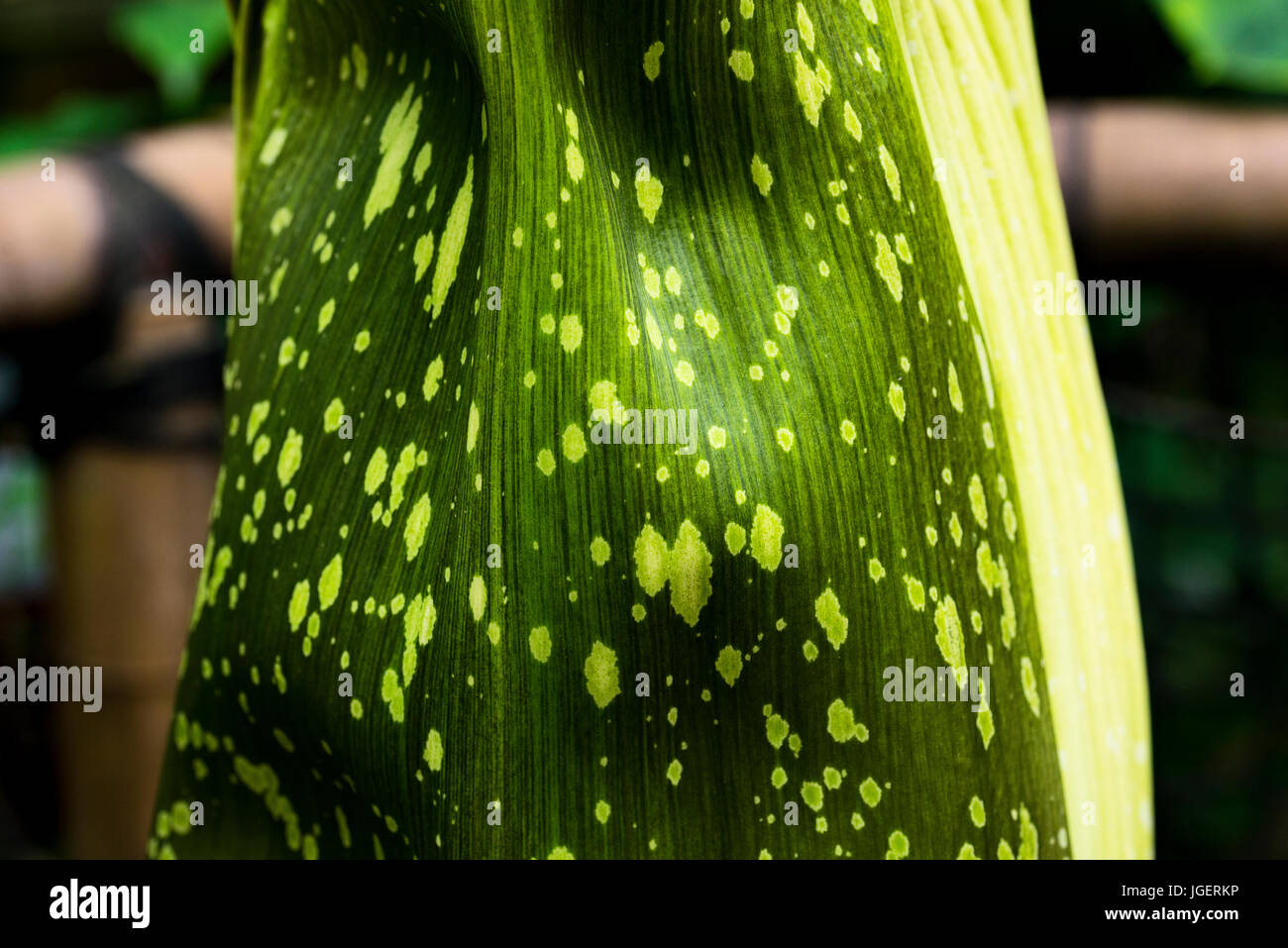 Fleur Cadavre 1 jours après la floraison et gros plans résumés. Banque D'Images
