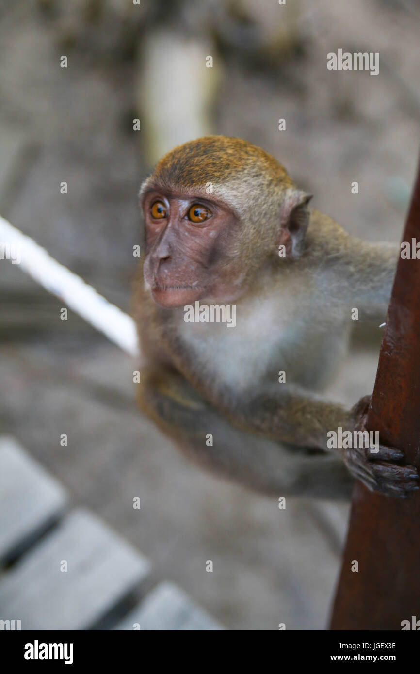 Singe Mignon Banque De Photographies Et D Images A Haute Resolution Alamy