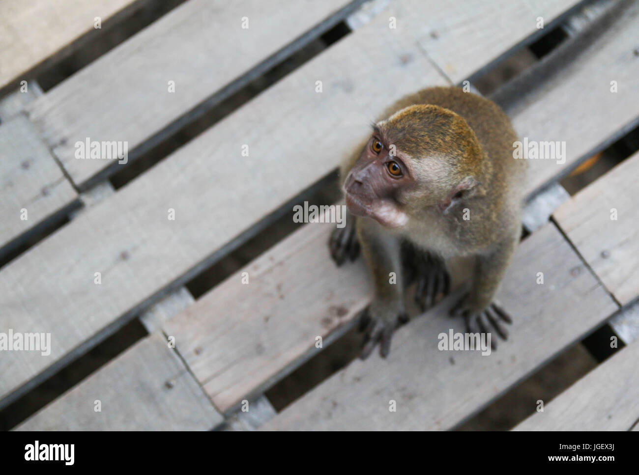 Singe Mignon Banque De Photographies Et D Images A Haute Resolution Alamy