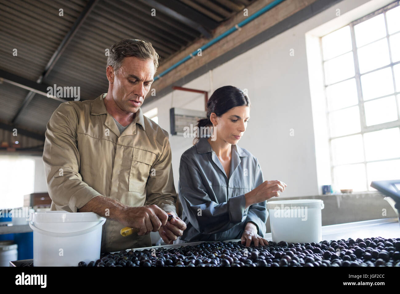 Un contrôle attentif des olives récoltées les travailleurs en usine Banque D'Images