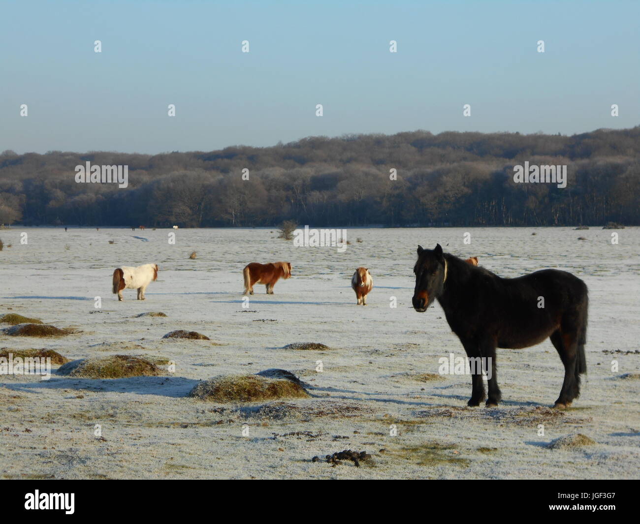 Journée d'hiver ensoleillée dans le New Forest Banque D'Images