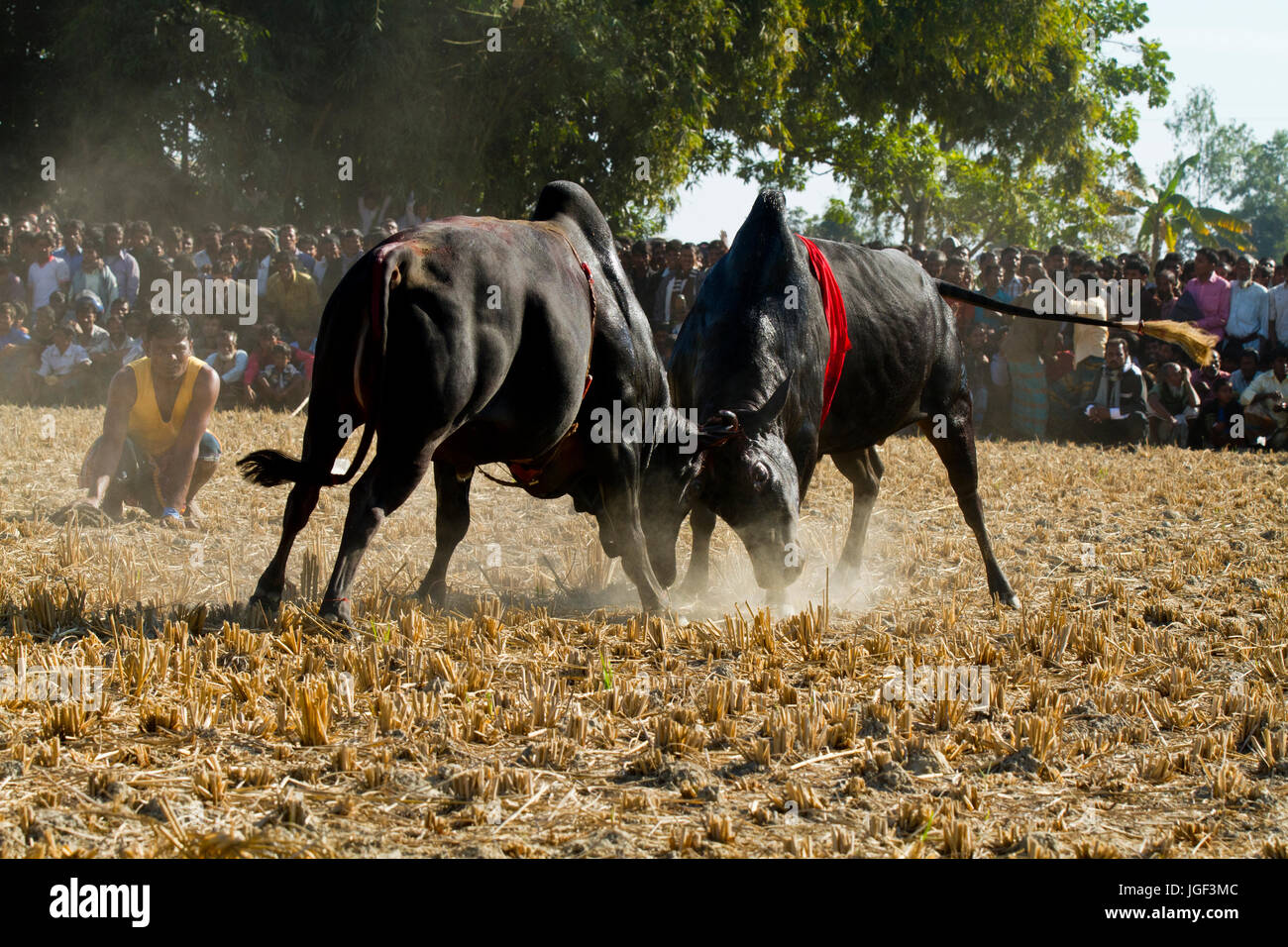 Corrida concours en Sahata. Netrokona, au Bangladesh. Banque D'Images