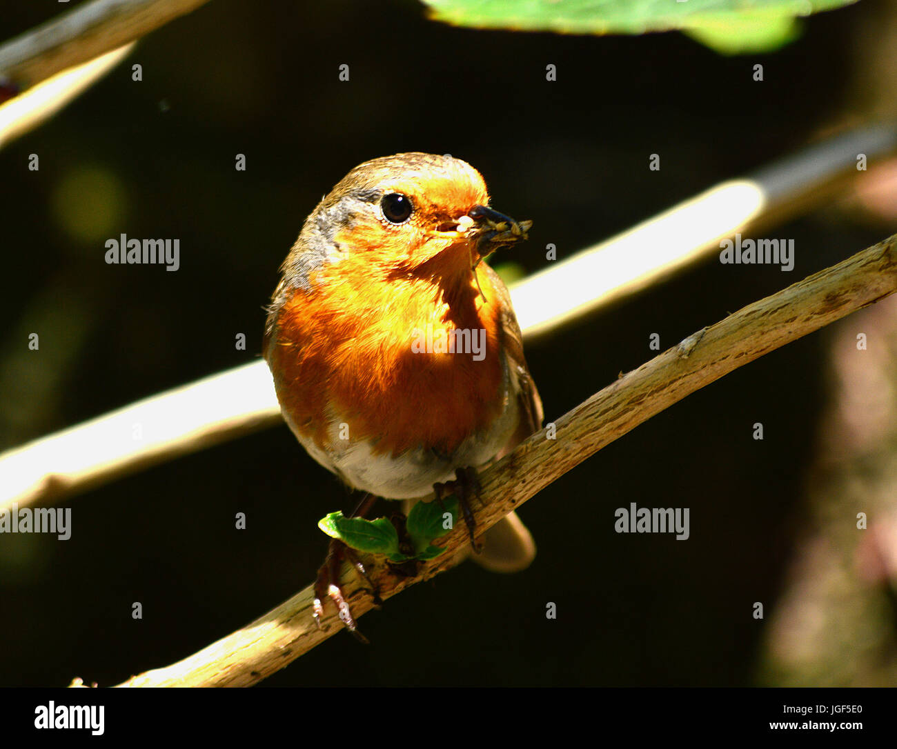 Robins avec de la nourriture pour les jeunes Banque D'Images