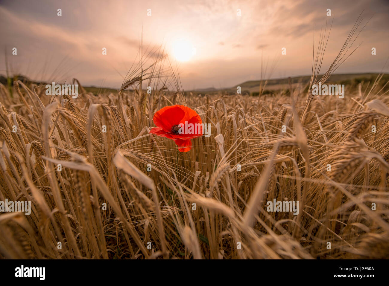 Simple pavot rouge dans un champ de blé au lever du soleil Banque D'Images
