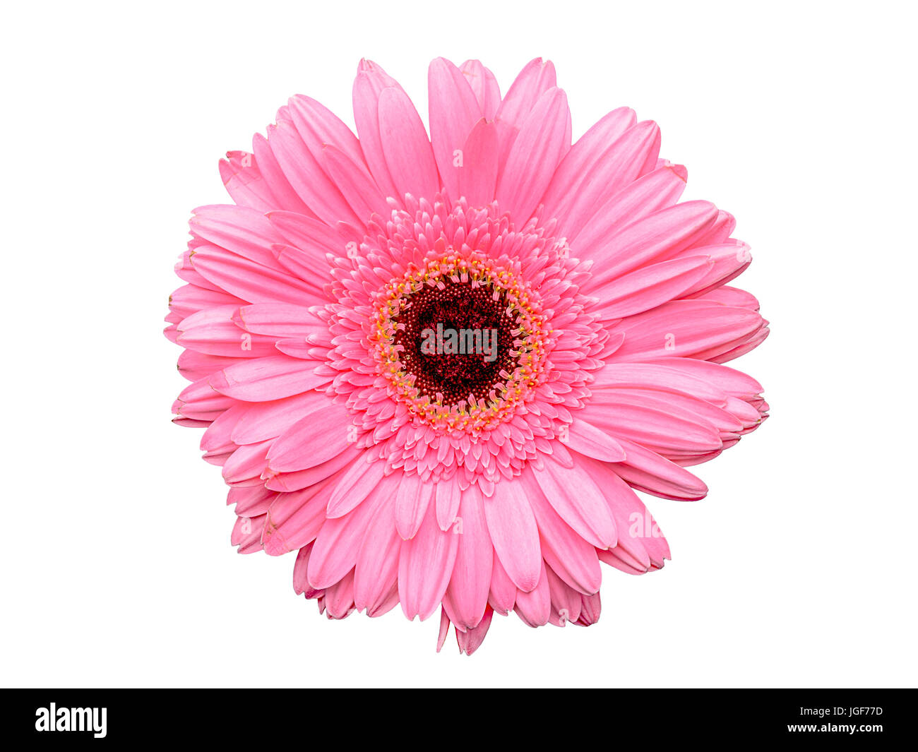 Gerbera rose flower isolated on white background Banque D'Images