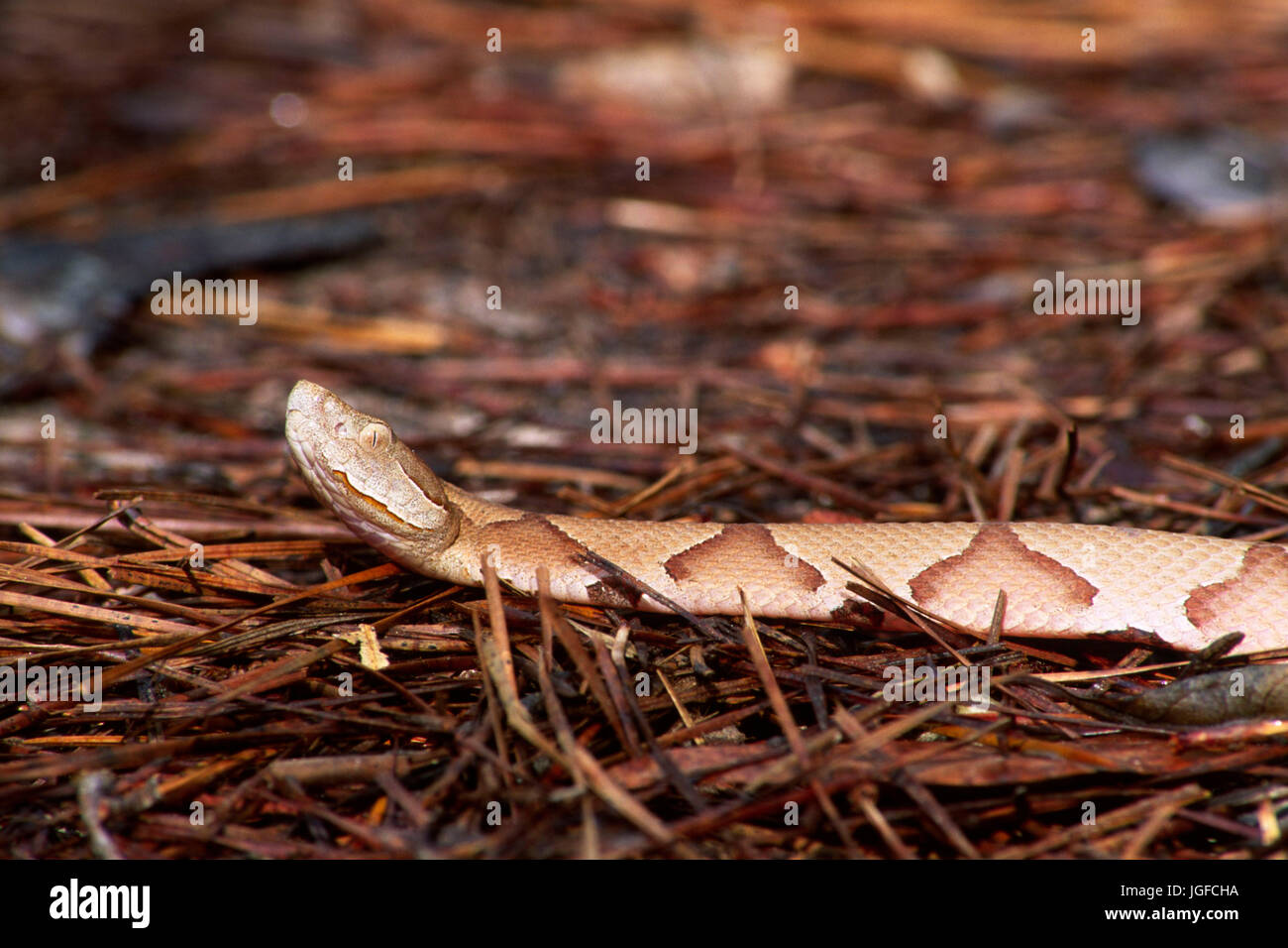 Copperhead, Big Thicket National Preserve, Texas Banque D'Images Copperhead, Big Thicket National Preserve, Texas Banque D'Images