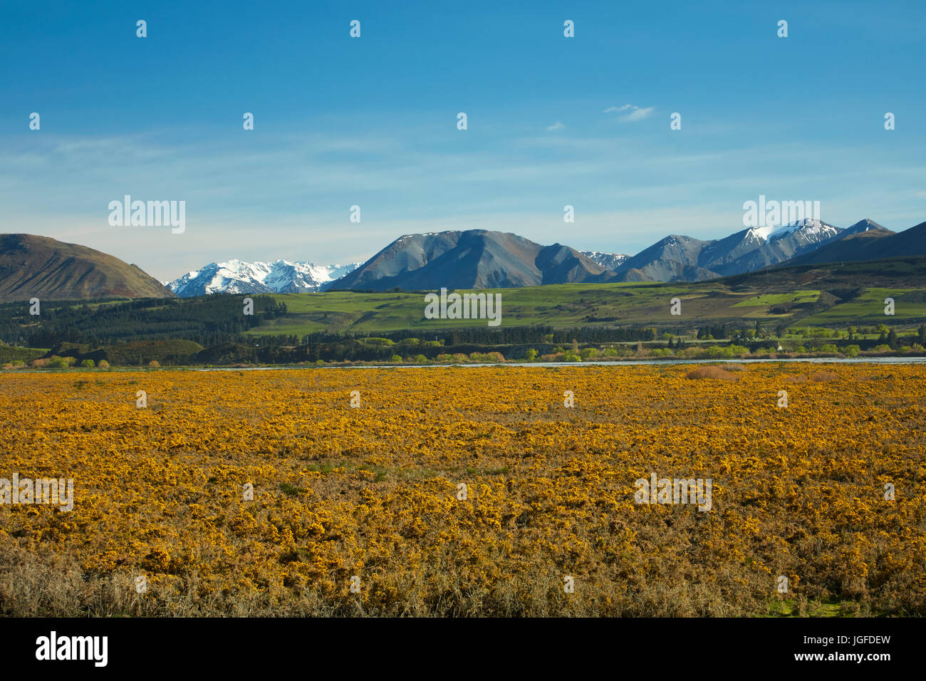L'ajonc en fleur, par la rivière Rakaia, Mi Canterbury, île du Sud, Nouvelle-Zélande Banque D'Images