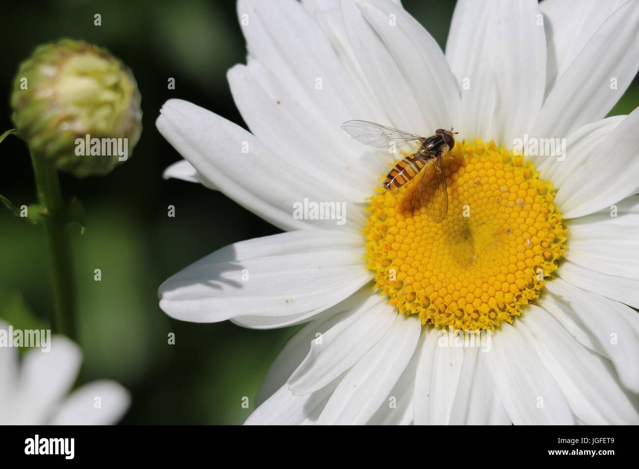 Hover Fly, marmelade d'Episyrphus balteatus assis sur une marguerite blanche fleur de chrysanthème superbum en été. Banque D'Images