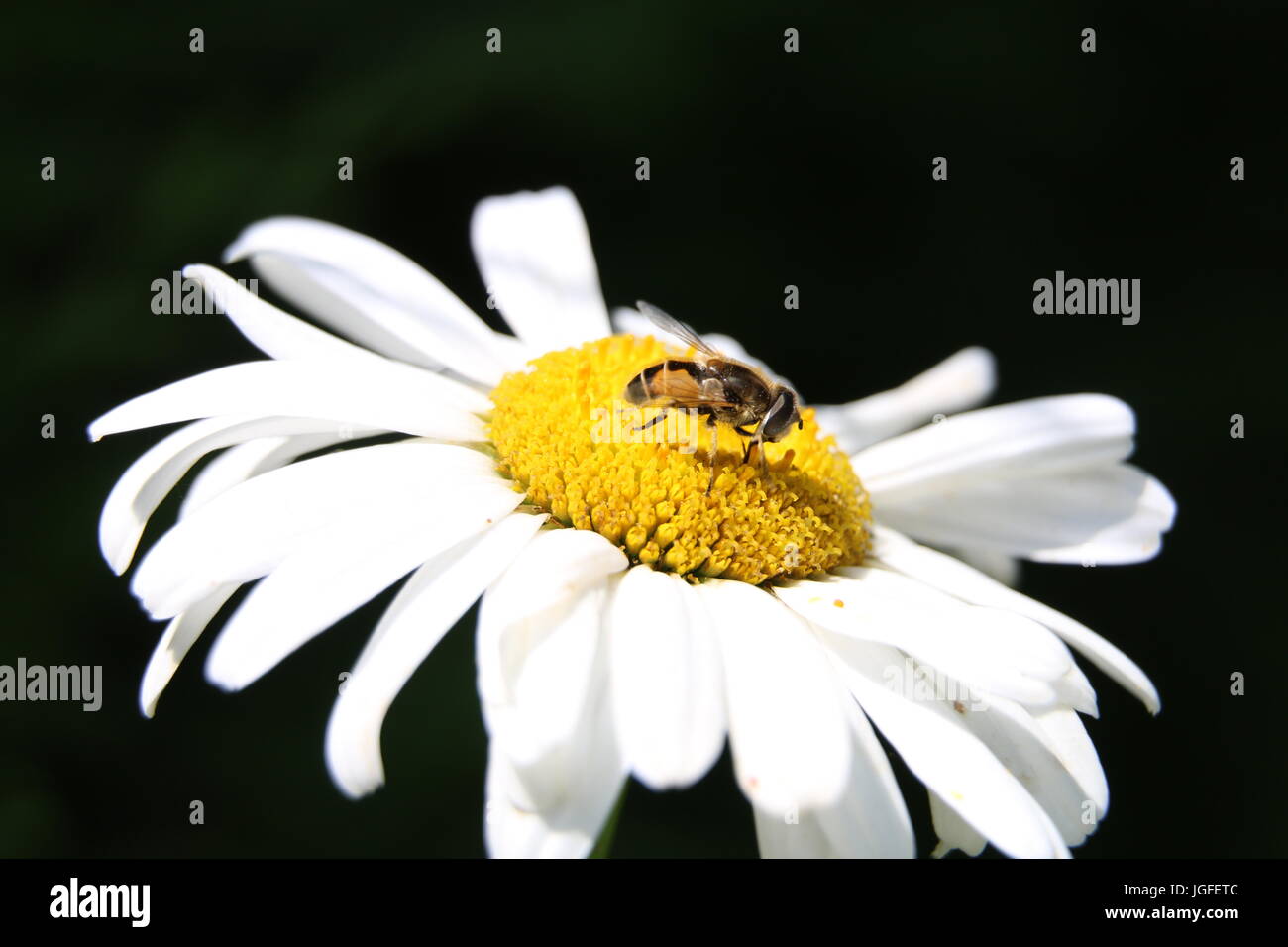 Hover Fly ou voler des fleurs, Eristalis arbustorum sur une marguerite blanche fleur de chrysanthème superbum. En plein soleil sur un fond vert sombre. Banque D'Images