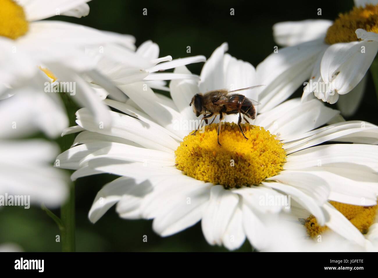 Vol stationnaire ou mouche de fleur, Eristalis sp. Sur une fleur blanche de Chrysanthemum superbum. En plein soleil sur fond naturel, gros plan. Banque D'Images