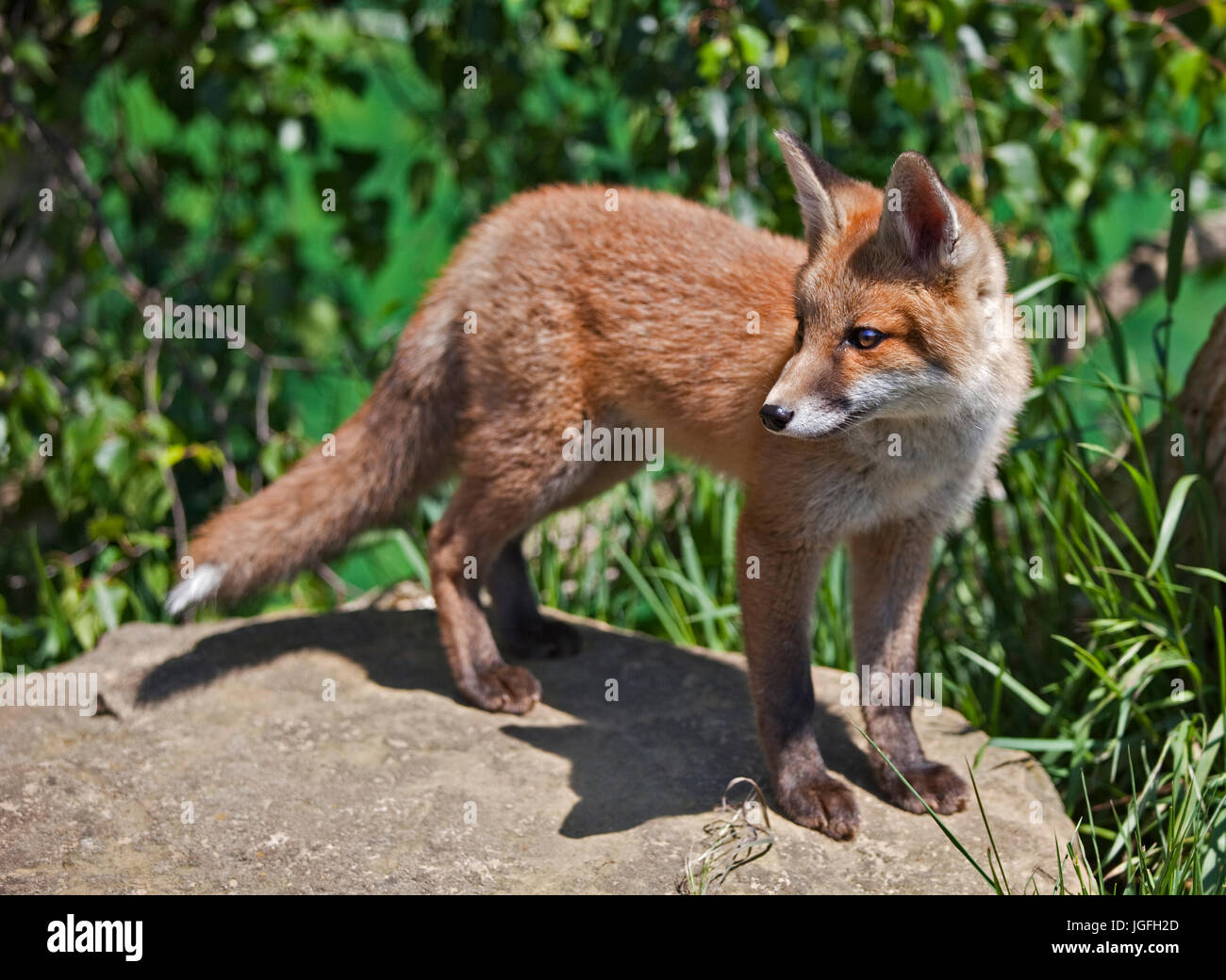 Le renard roux (Vulpes vulpes) juvenile Banque D'Images