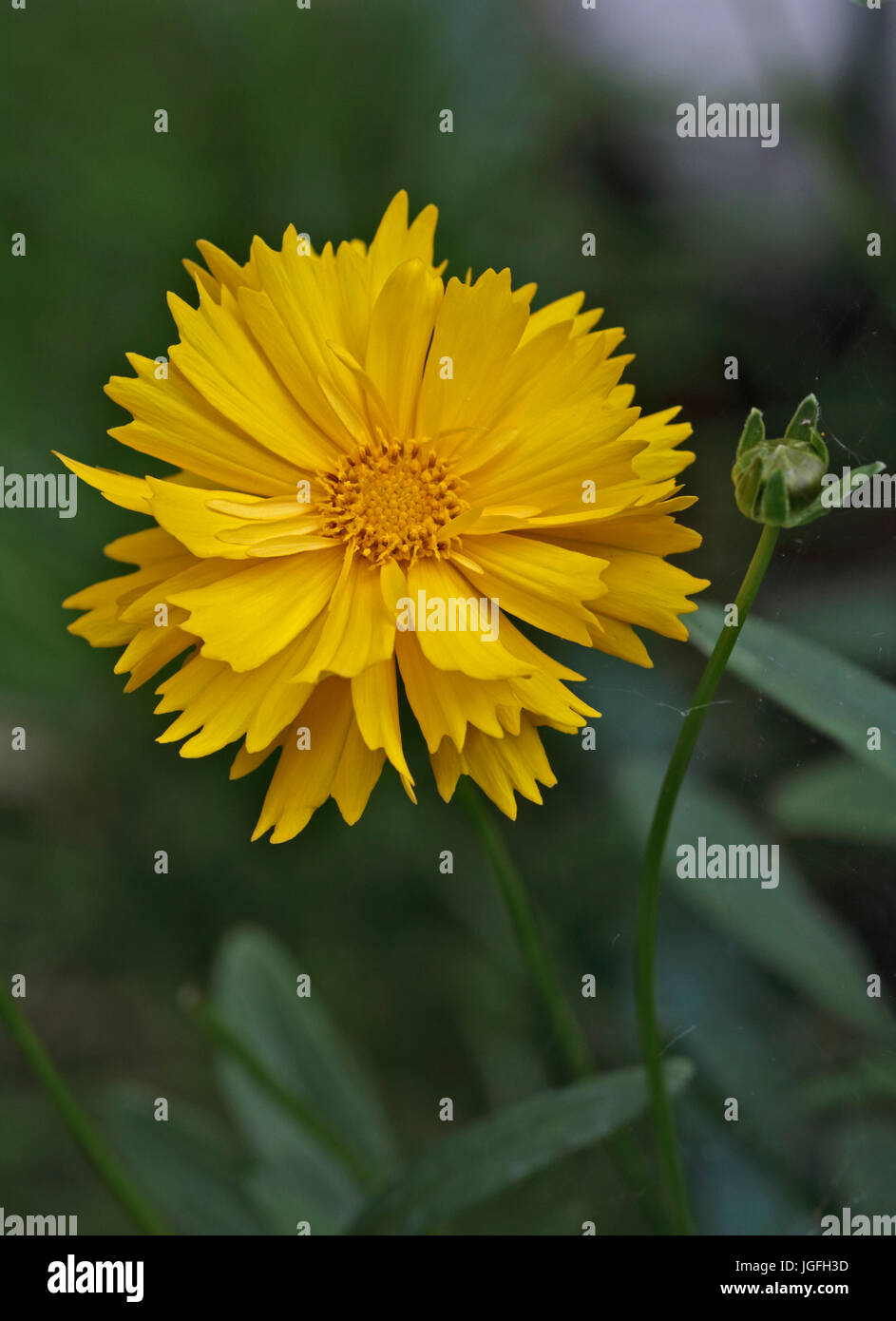 Coreopsis Sunray Banque D'Images