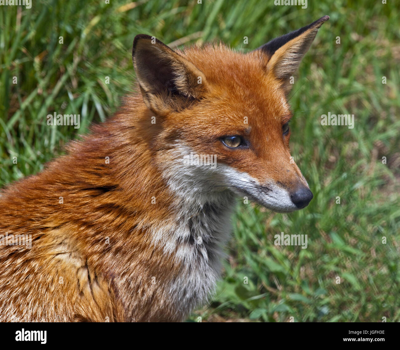 Le renard roux (Vulpes vulpes) Banque D'Images