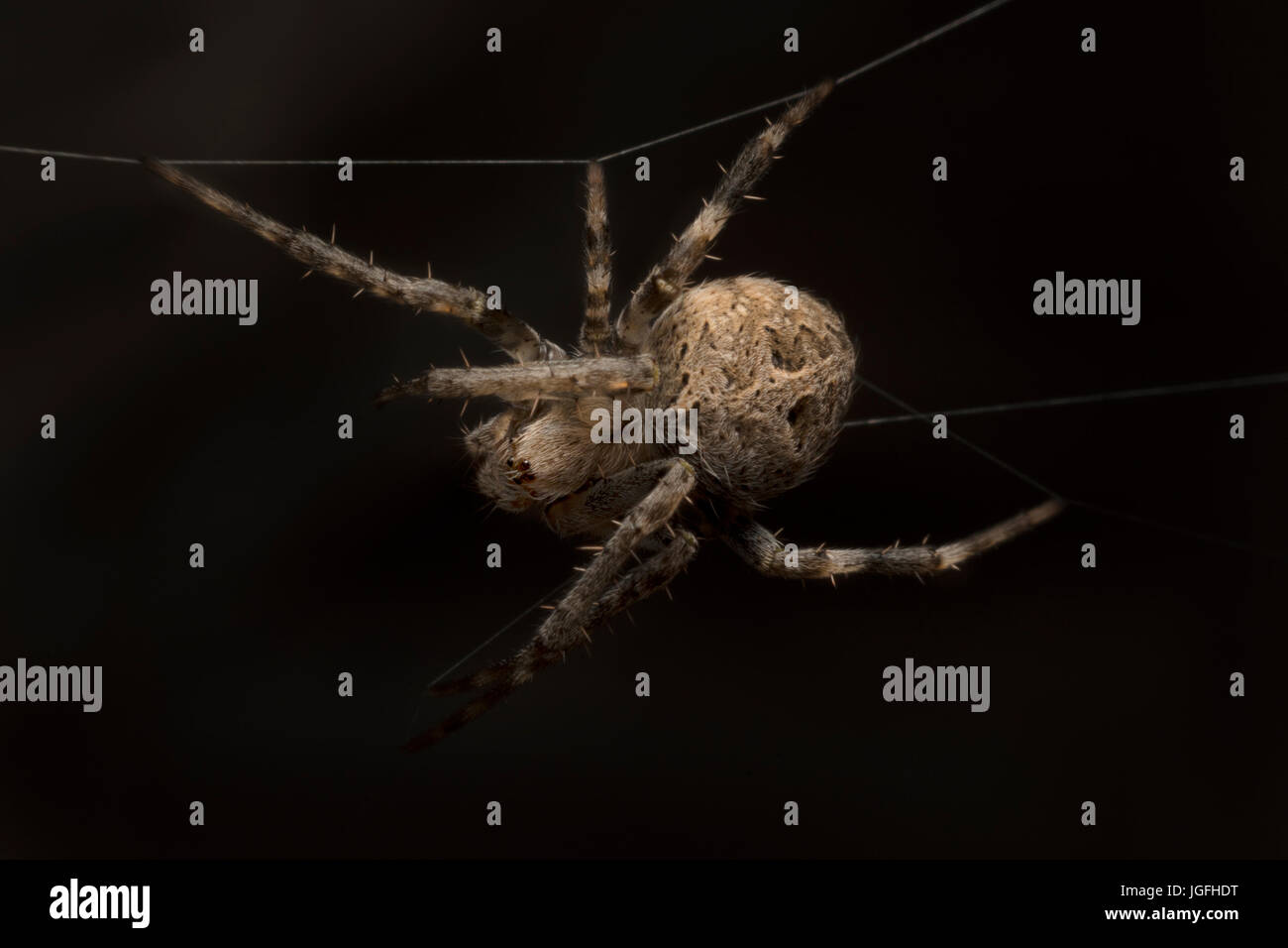 Jardin Spider-spider (lat. Araneus) Banque D'Images