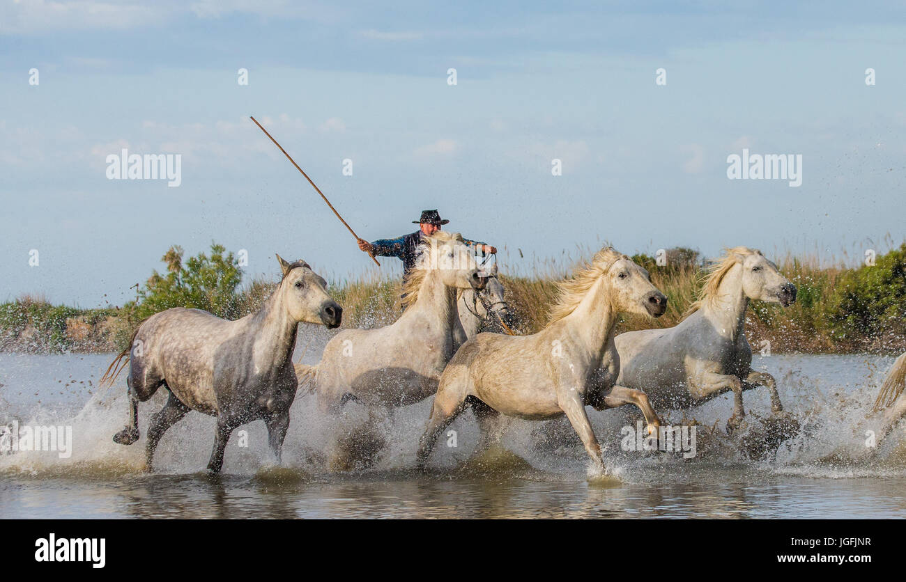 PROVENCE, FRANCE - 08 MAI 2015 : cavalier sur le cheval camargue chevaux paissent dans la réserve naturelle des marais dans le Parc Régional de Camargue Banque D'Images