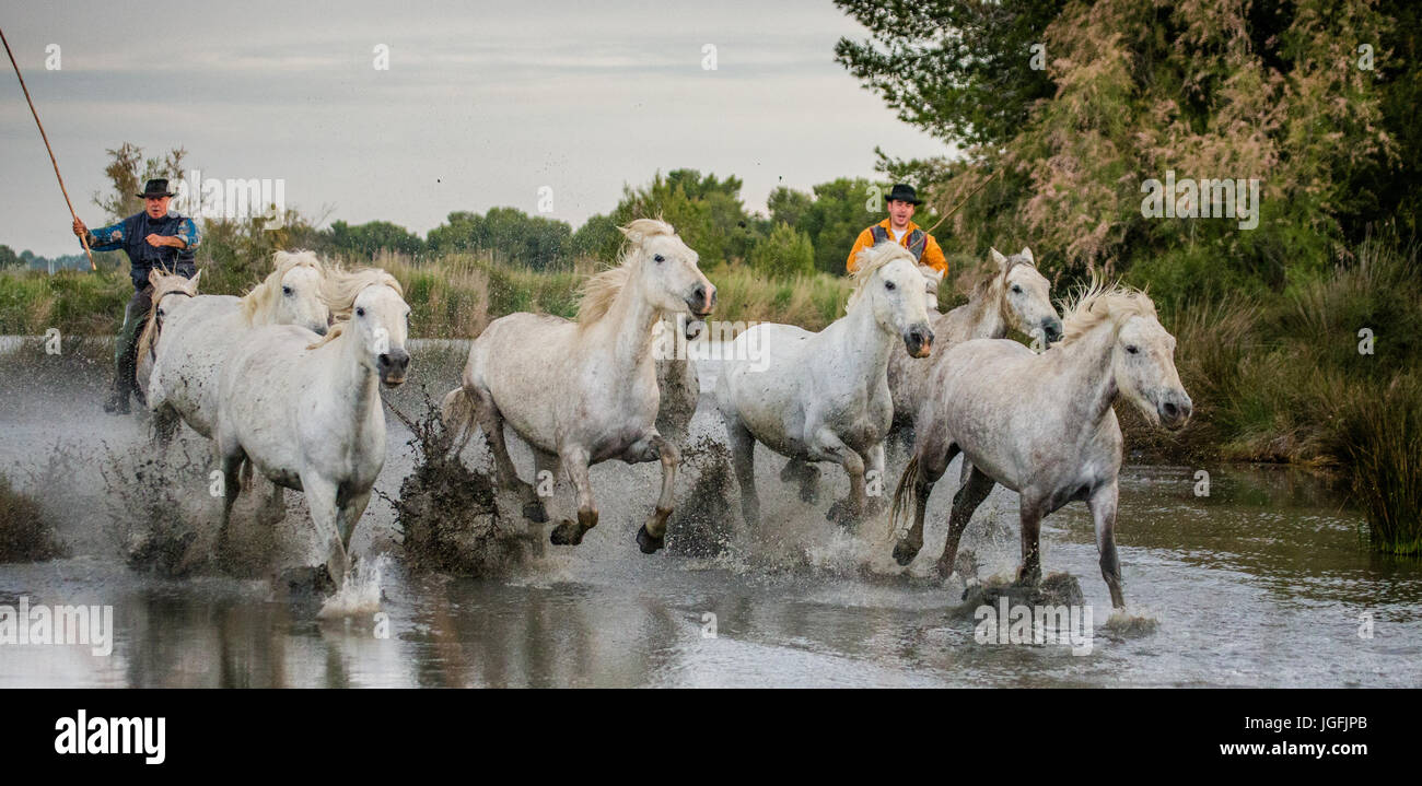 PROVENCE, FRANCE - 08 MAI 2015 : cavalier sur le cheval camargue chevaux paissent dans la réserve naturelle des marais dans le Parc Régional de Camargue Banque D'Images