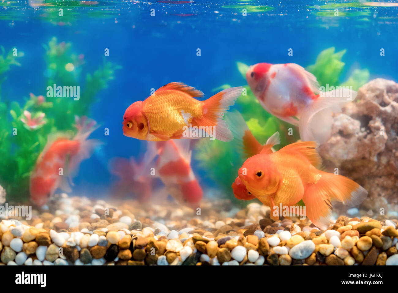Les poissons rouges en aquarium d'eau douce avec beau vert tropical planté Banque D'Images
