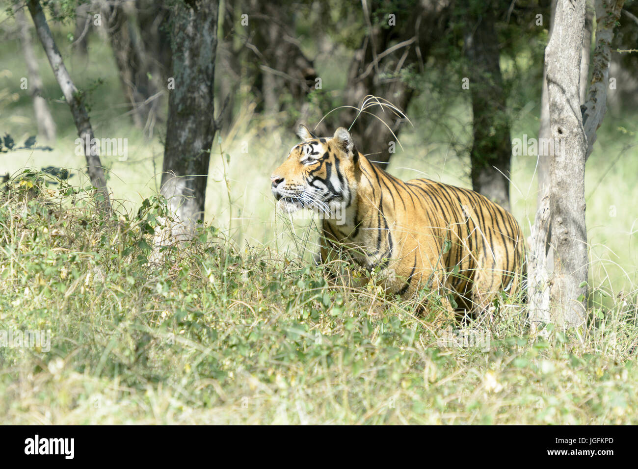 Royal tigre du Bengale (Panthera tigris tigris) traque des proies en forêt, parc national de Ranthambhore, Rajasthan, Inde. Banque D'Images