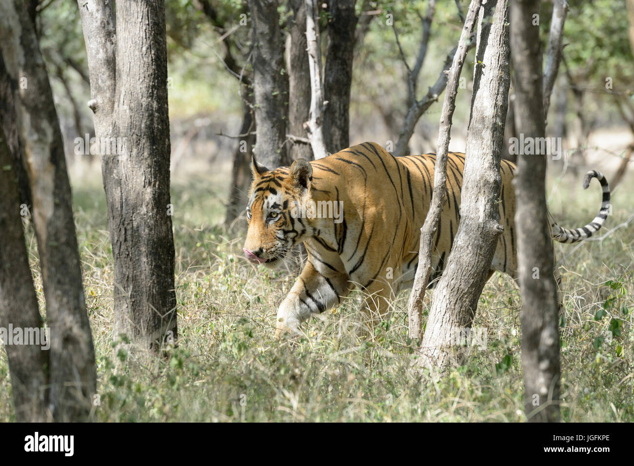 Royal tigre du Bengale (Panthera tigris tigris) Balade en forêt, parc national de Ranthambhore, Rajasthan, Inde. Banque D'Images