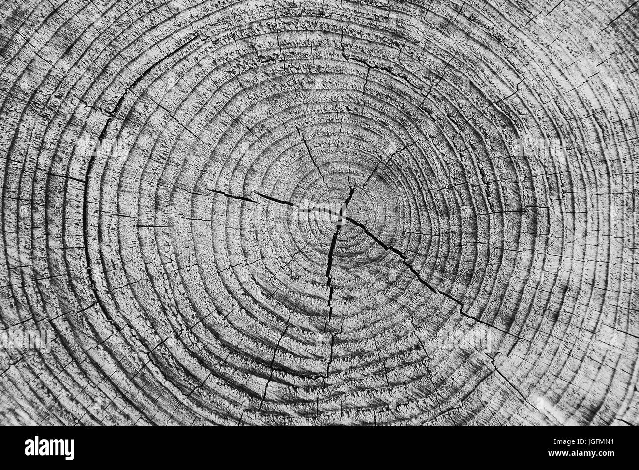 La texture du bois de coupe arbre coupé d'un arbre Banque D'Images