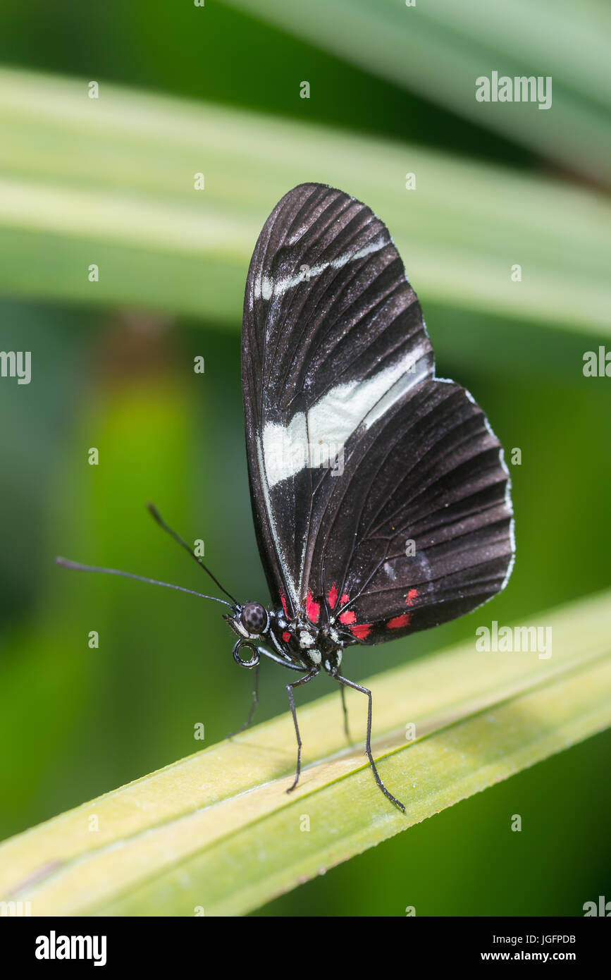 Sara longwing, "papillon Heliconius sara fulgidus", de la Paz-Costa Rica Banque D'Images