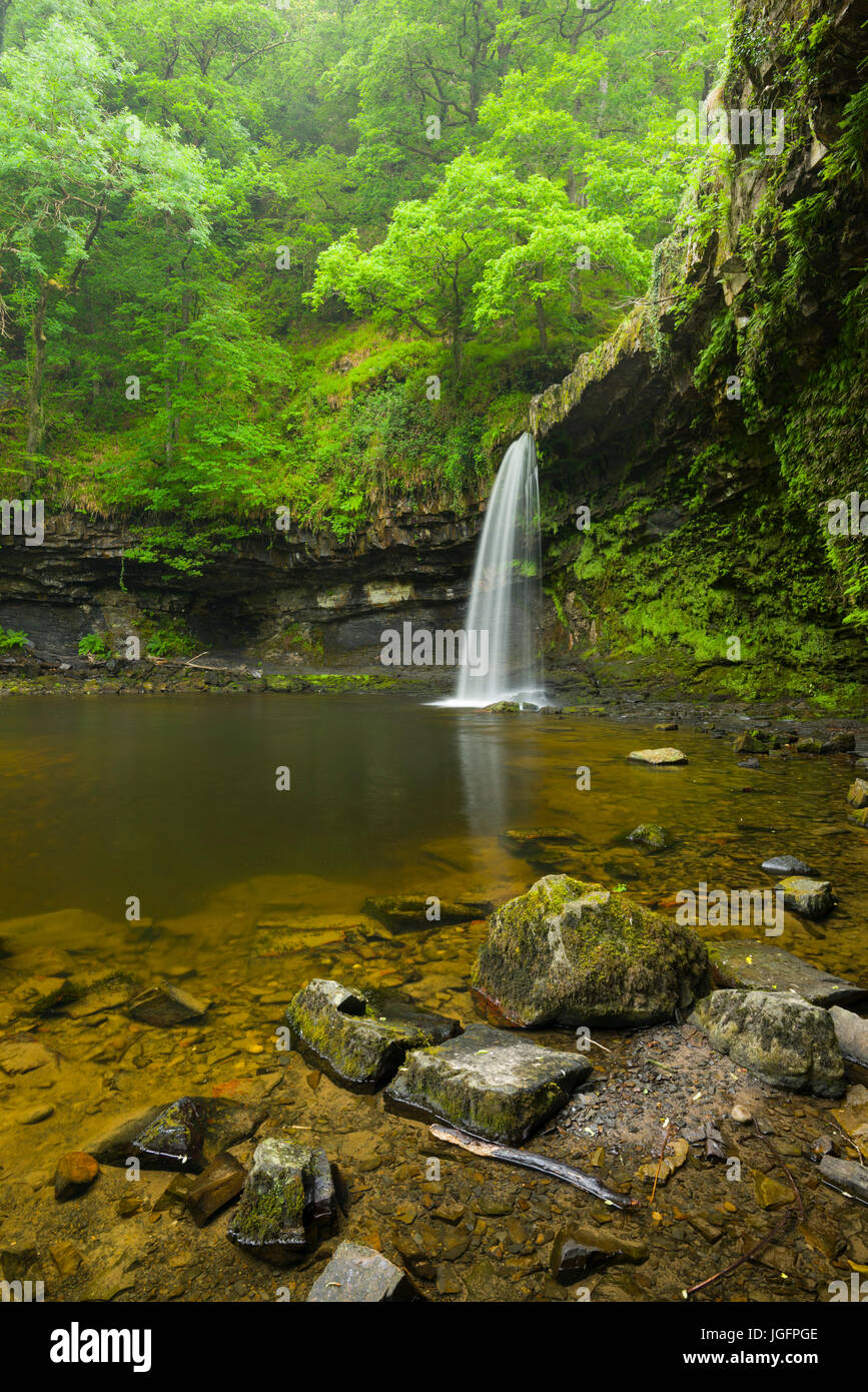 Sgwd Gwladus (Lady's Falls) cascade sur l'Afon Pyrddin dans le parc national de Brecon Beacons près de Pontneddfechan, Powys, Pays de Galles. Banque D'Images