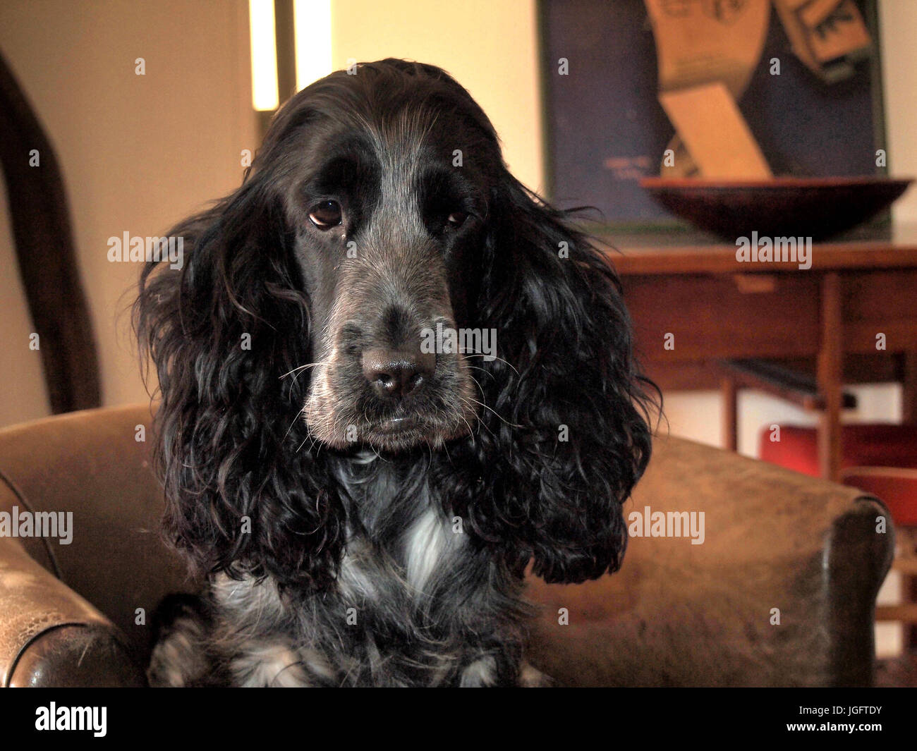 Cocker Spaniel Banque D'Images