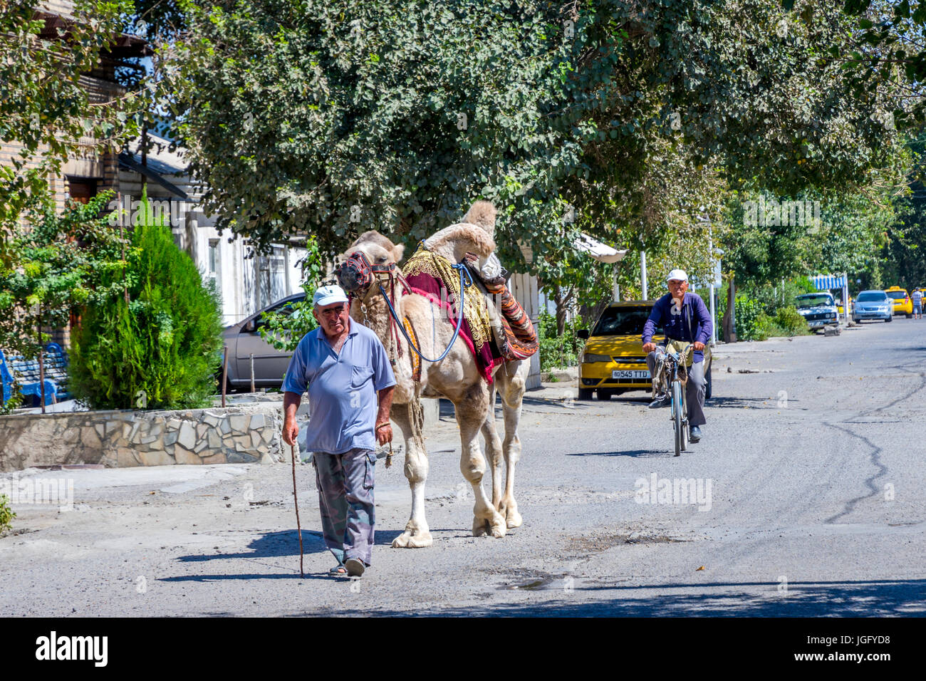 Boukhara, Ouzbékistan - Août 31 : l'homme qui marche avec le chameau sur la laisse sur la rue à Boukhara. Août 2016 Banque D'Images
