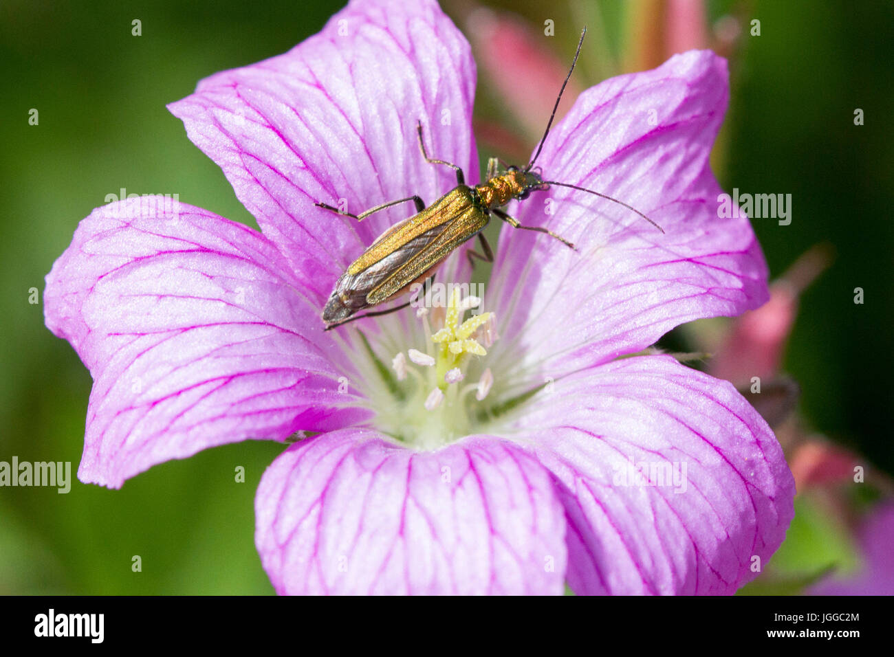 7 juillet, 2017. UK weather.Un épais pattes flower beetle (Oedemera nobilis) fourrages dans la chaleur de l'après-midi dans l'East Sussex, UK Crédit : Ed Brown/Alamy Live News Banque D'Images