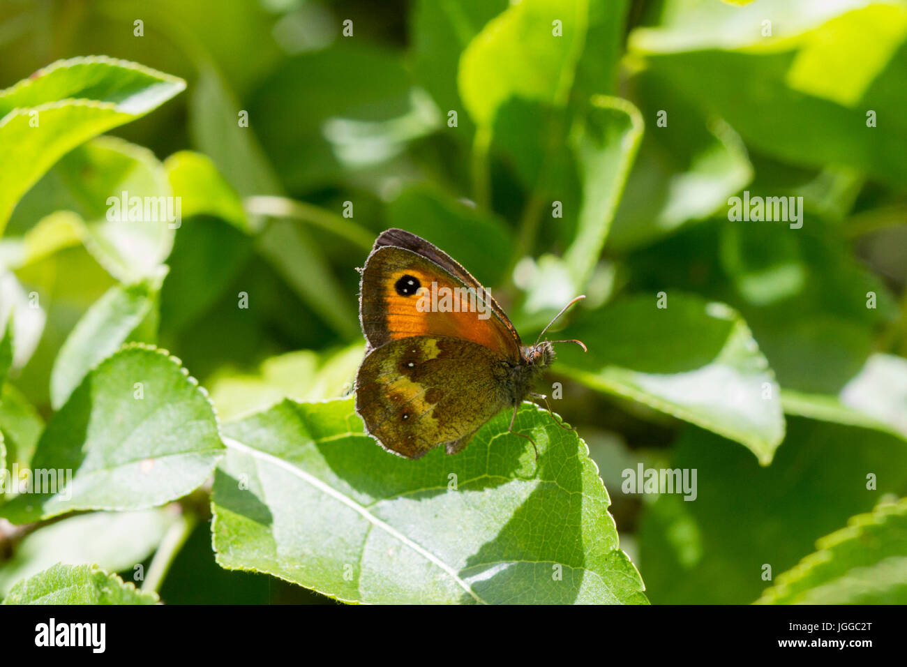 7 juillet, 2017. UK weather.Un papillon Gatekeeper (Pyronia tithonus) se pose sur une plante dans la chaleur de l'après-midi dans l'East Sussex, UK Crédit : Ed Brown/Alamy Live News Banque D'Images