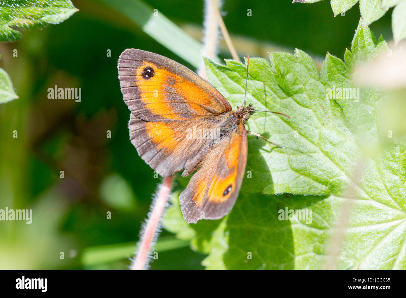 7 juillet, 2017. UK weather.Un papillon Gatekeeper (Pyronia tithonus) se pose sur une plante dans la chaleur de l'après-midi dans l'East Sussex, UK Crédit : Ed Brown/Alamy Live News Banque D'Images