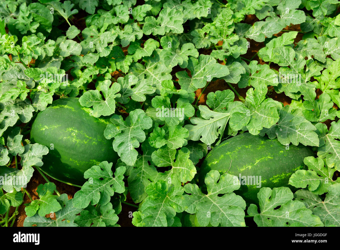 La pastèque (Citrullus lanatus) commercialement croissante Banque D'Images