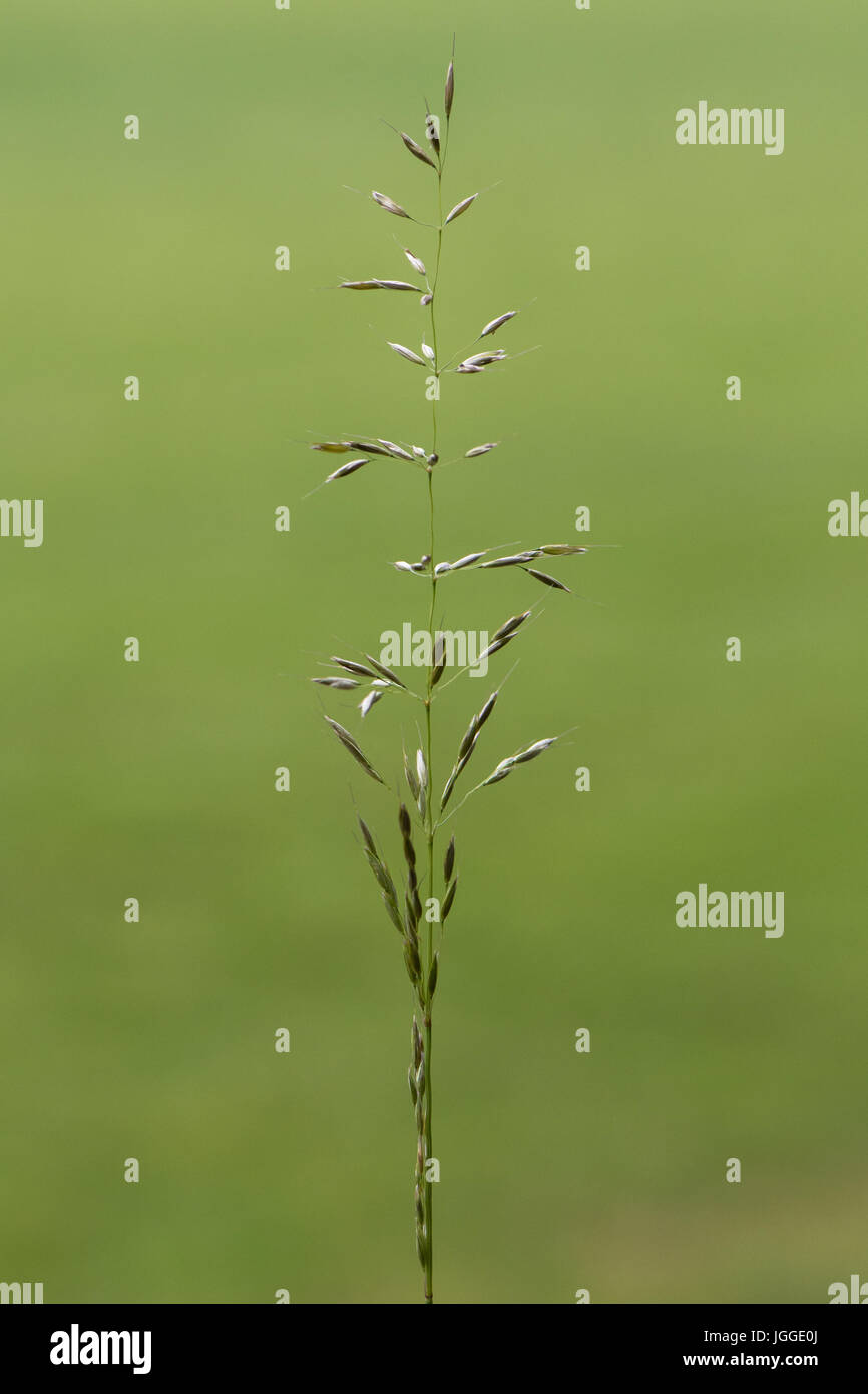 False Oat-grass (Arrhenatherum elatius) en fleurs. Panicule de touffes de graminées vivaces dans les plaines herbeuses de la commune y compris les accotements et les prés Banque D'Images
