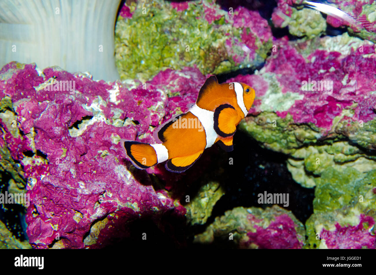 Le Capitaine Nemo ou Ocellaris clownfish droit Banque D'Images