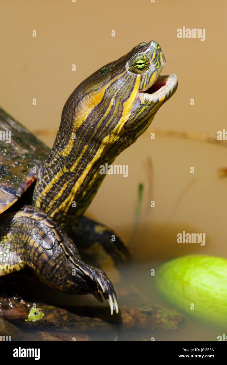 Close up face à une tortue d'eau la faune image prise au Panama Banque D'Images