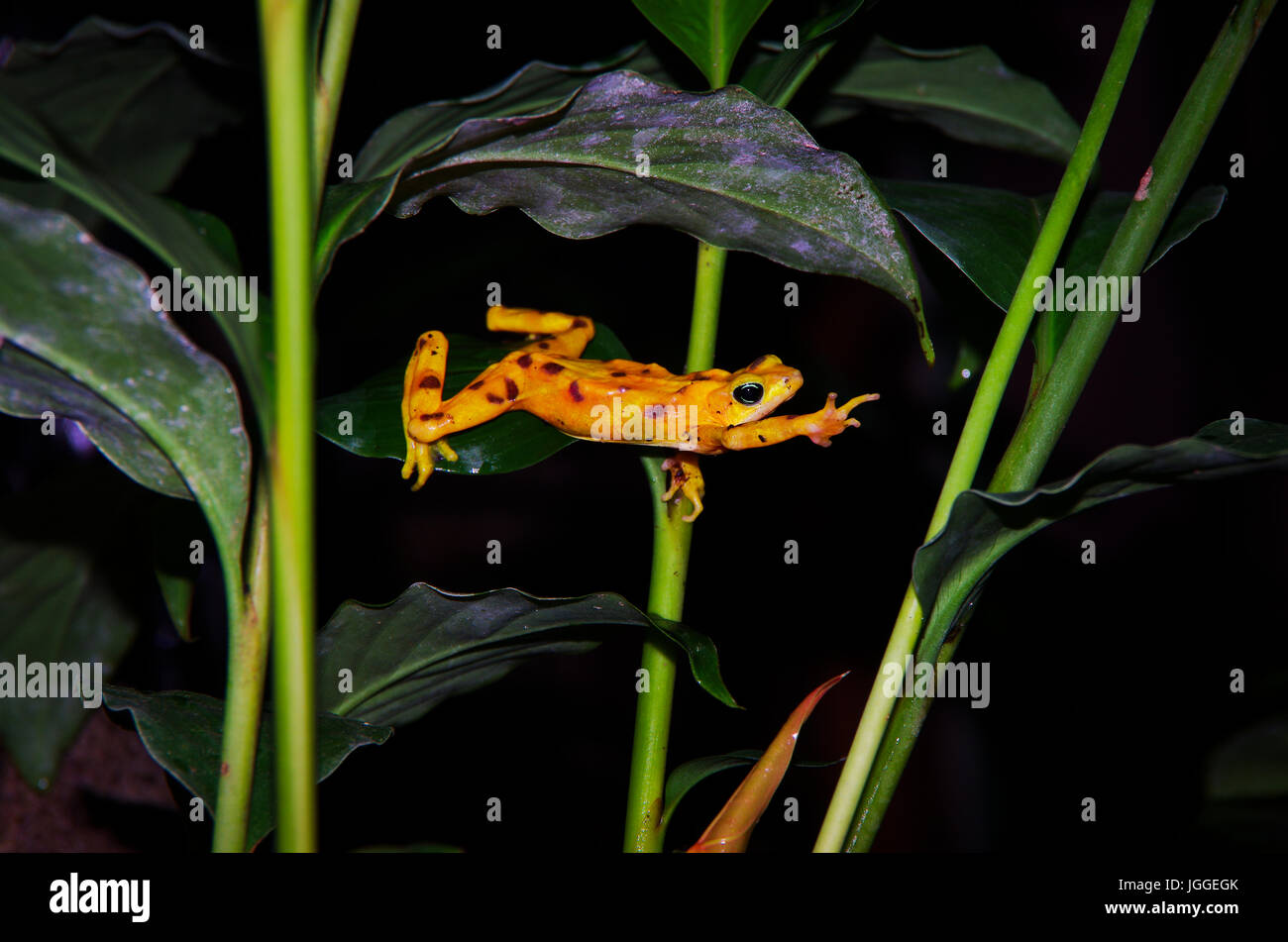 Golden frog reching Direction générale de la faune pour une image prise au Panama Banque D'Images
