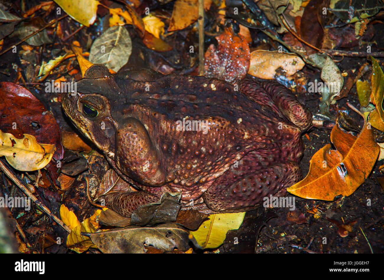 La faune crapaud énorme image prise au Panama Banque D'Images