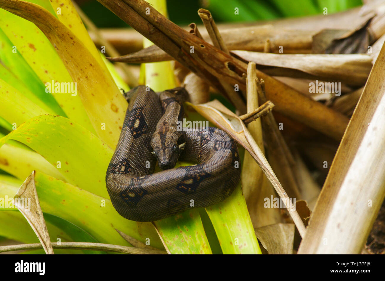 Boa constrictor serpent enroulé dans un arbre en attente de sa proie Banque D'Images